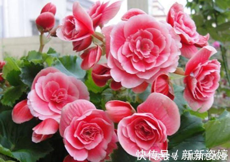 玫瑰海棠玫瑰海棠|4种“开花王”，一开就是300多天，花朵硕大，花期长！