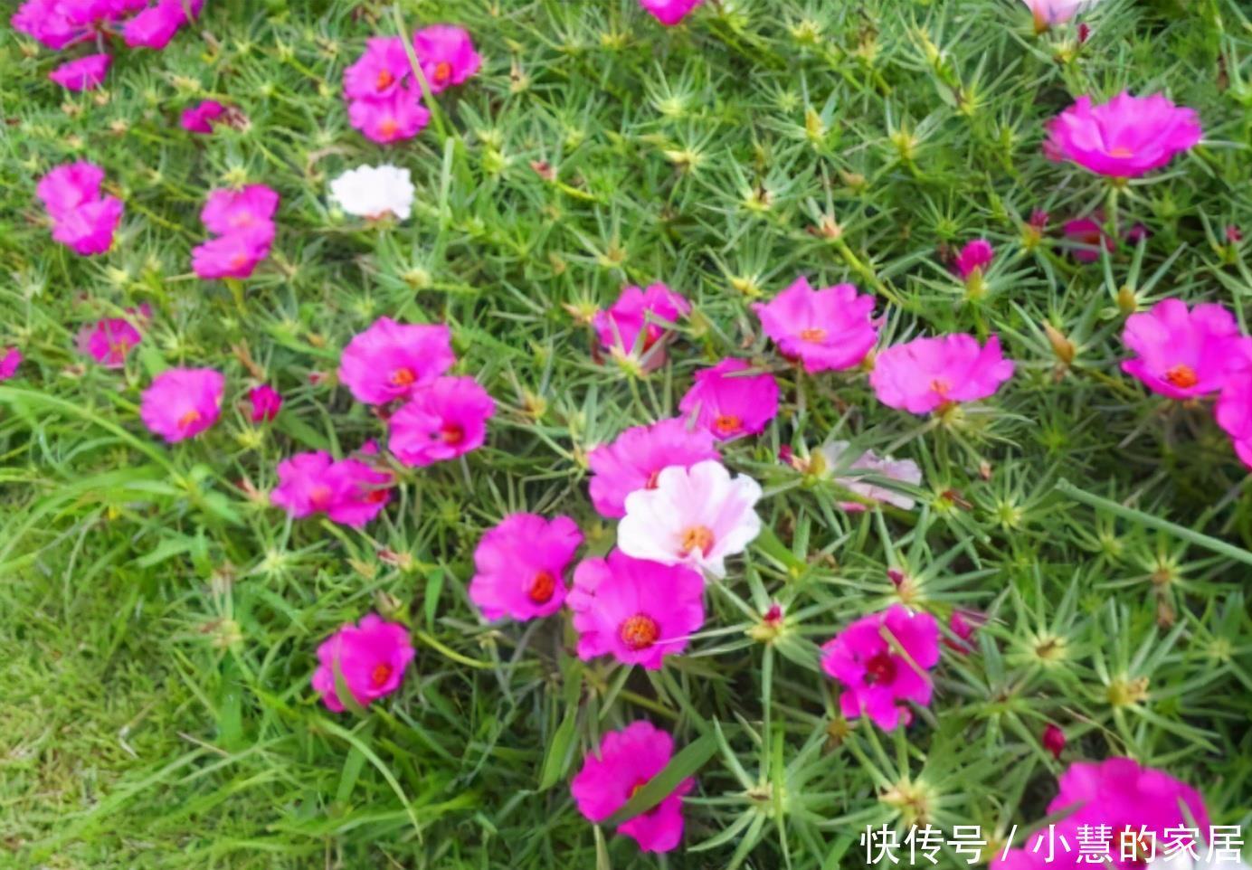 简单|6种四季常开的花,开花量大花香浓郁,养护简单爱开花