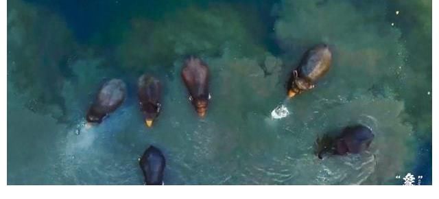 開幕式|COP15大會開幕式播映短片《“象”往云南》