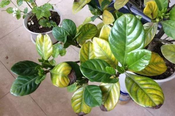 在花卉里滴点“它”，叶子不再变黄枯萎！植物郁郁葱葱，绿油油！