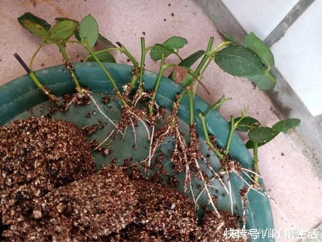 6月，最适合扦插的花，一插就活，大白根冒疯了