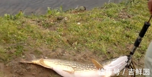 个头特别大,含肉率也多,钓鱼人喜爱的钓鱼对象,但很多人都放生