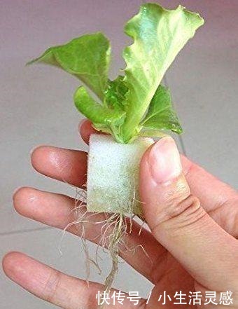 老妈如今在家种菜不用土了!海绵剪剪插蔬菜苗,天天吃菜不花钱!