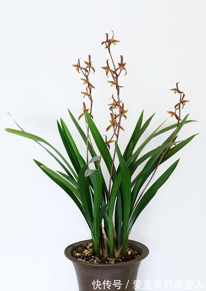 冬季养墨兰，做好4要素，开花满室香，花期长达几个月