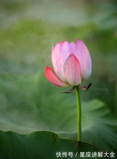 煞星|进入10月，4属相吉星当头，运势节节高，生活美满幸福