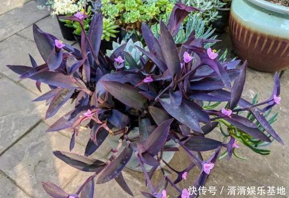 重视健康不喜欢运动在家养紫竹梅，注意3点净化作用明显