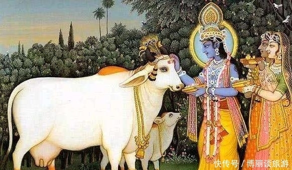 不信奉|印度信奉“牛”不吃牛肉,他们的牛都去哪了?看完之后怀疑人生