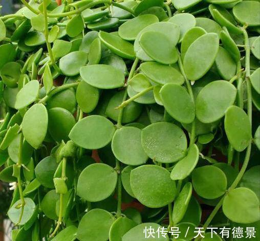 贵气|7种“有钱花”,贵气又大气,招财又旺财,人见人爱