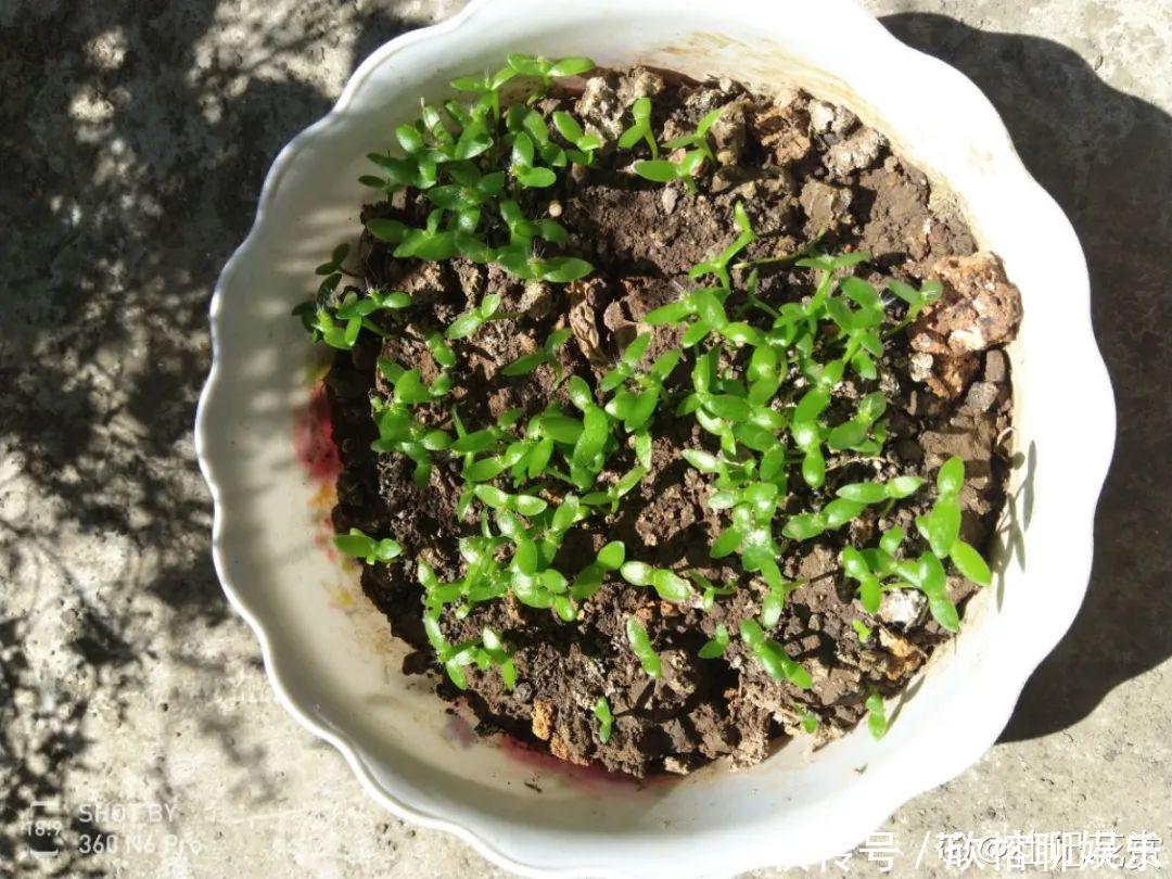 花花|大粗杆插土里，7天生根，当年结果压弯枝，不用买水果了！