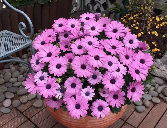 这5种花,吊起来养,开成花球,花多到看不到叶子!