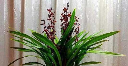 养花|最厉害的生根剂,用来养花,轻松养出大白根,啥花都喜欢