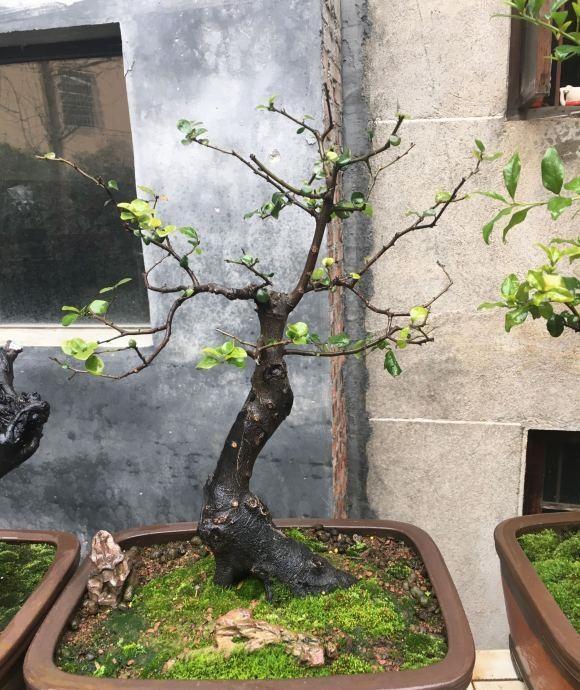 盆景价值高,遭人“疯挖”,山都挖空了,这种行为“真可耻”