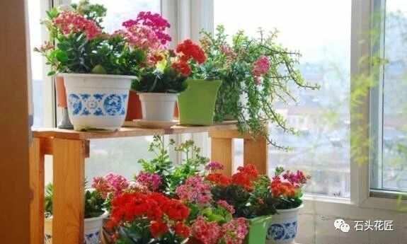 孕蕾|吴大妈冬季养花有“1招”,长寿花、蟹爪兰“孕蕾”超快,花疯长