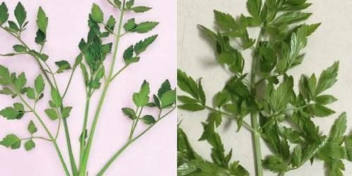 全国|人间真实!全国多人中毒,野菜吃不对,亲人两行泪