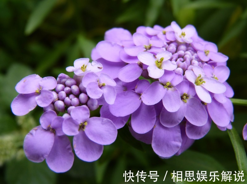 新手养花,不如养护这5款花,好养易活易爆盆,一年四季开花不断