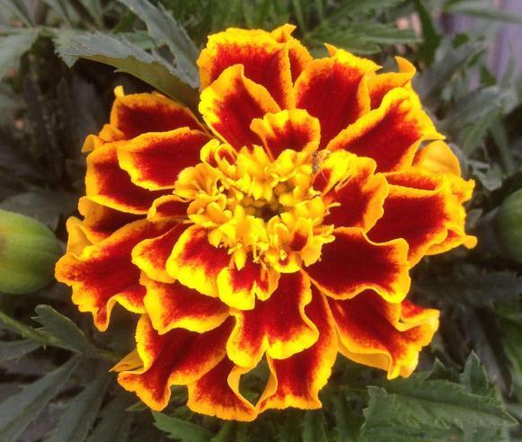 养盆“孔雀花”，一碰土就疯长，浇点水能开花，一年四季大又艳