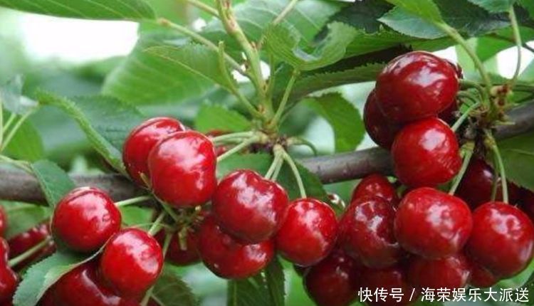 盆栽|3种水果种阳台上,当年果子挂满枝,随吃随摘无公害,全家乐呵呵