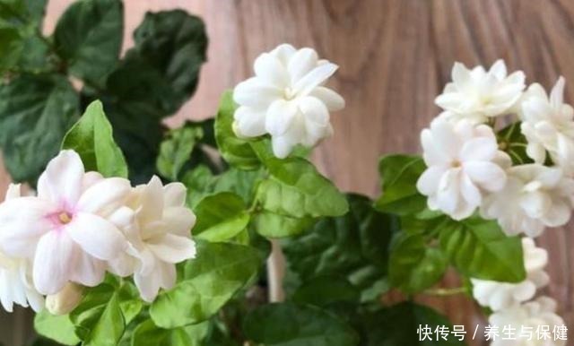 夏天养花要养耐晒耐热的花,叶子照样绿油油,30度也开花!