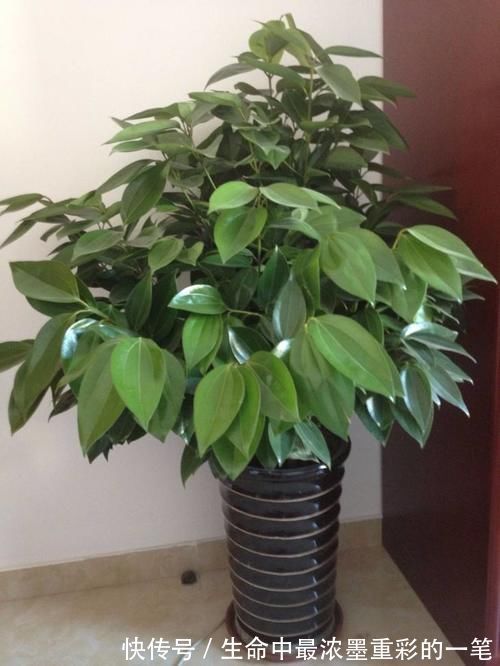 幸福树|年底养花,推荐安排4种“好运花”,寓意一级棒