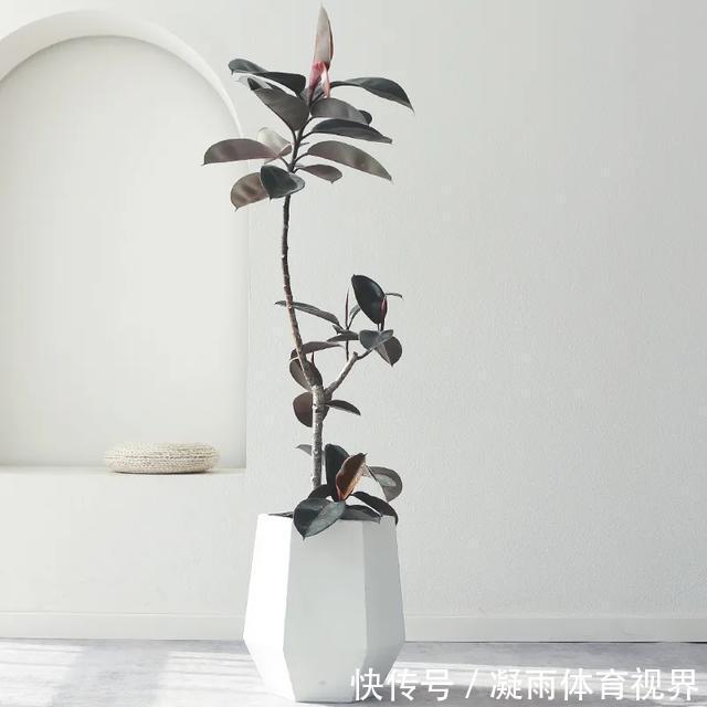 幸福树|2021年最流行的客厅花卉植物,看看哪种最适合你家