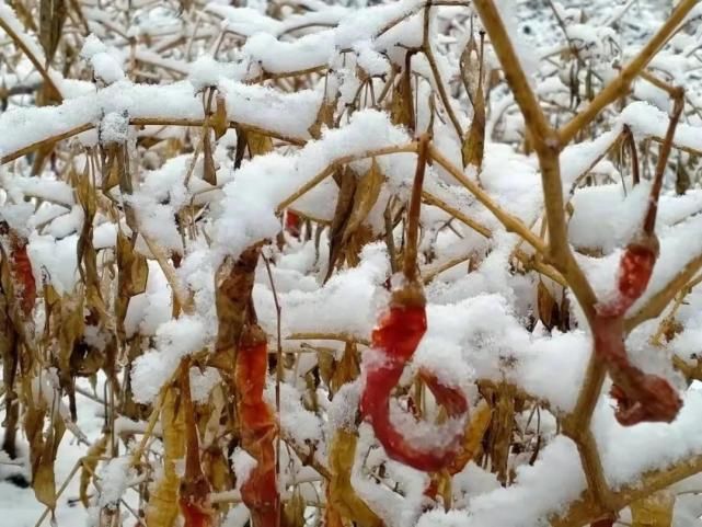 春雪初霁，唯美鄚州！