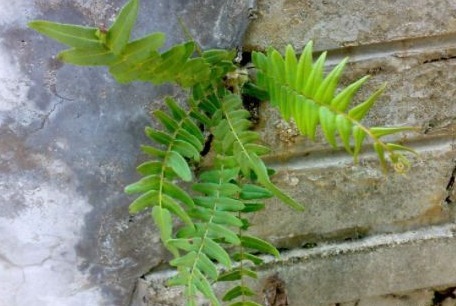 泡酒|农村常见的一种“吸毒”野草，泡酒服用，祛风活血能治跌打损伤