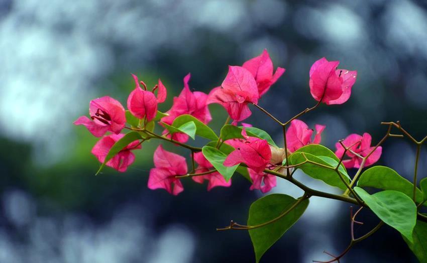 盘点6种易爆花的植物,一开就开满满一盆花,看看都是谁?