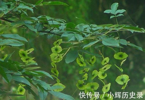 苦瓜|每天吃玉米,可以“控糖”吗?医生:若想胰岛健康,吃3物,做4事