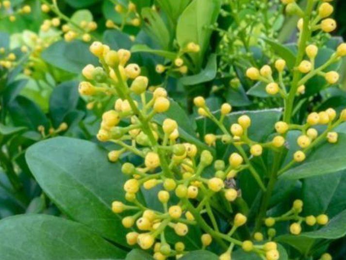 家养4种旺运花，吉祥又喜庆，吉祥富贵，红红火火好运来！