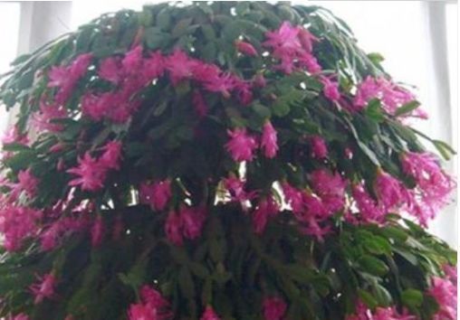 长寿花|2种花,一根枝条插盆里就活,开花漂亮又好养,家家必备