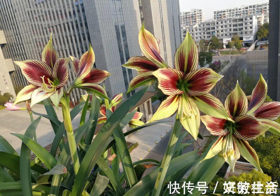 家里养盆朱顶红,开花个个比脸大,牛年养它“注定红”!