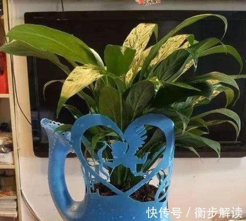 除了花盆之外,这些东西也是绝佳的养花神器,你用过吗?