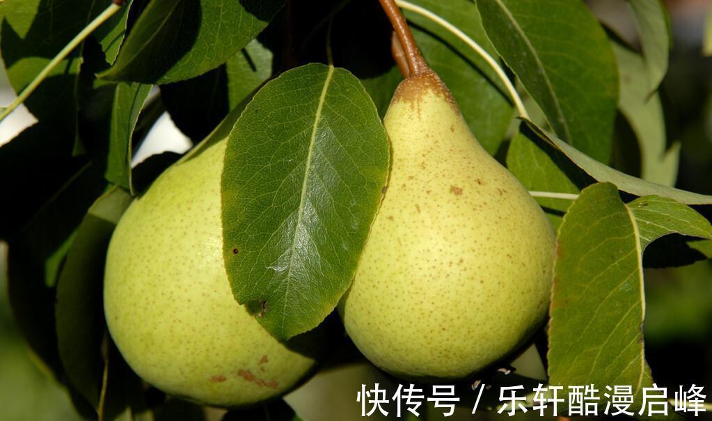 搅拌均匀|中秋来临，这8种“秋果”要多吃，家人团圆必备，降燥润肺两不误