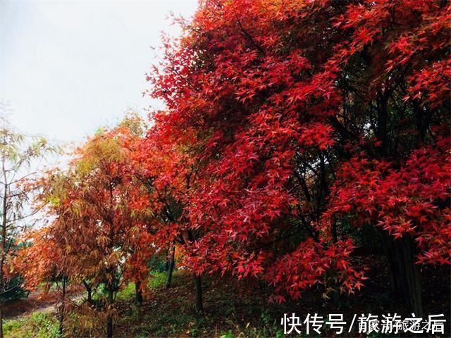 广场|秋天小众旅游地:看枫叶的好地方，人少景美