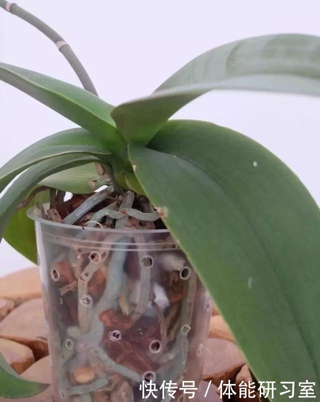 几种在夜晚释放氧气的植物,养在卧室里都不用担心!