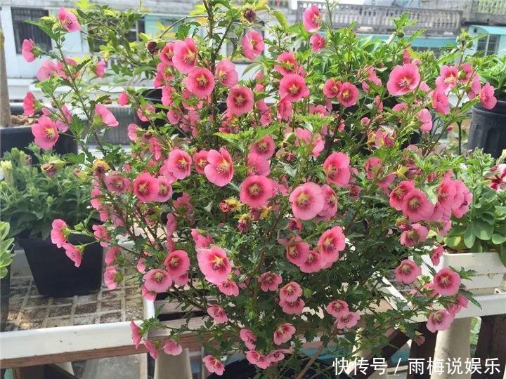 木槿|急性子养的6种花,长的快、爆花多,1盆能开大半年!