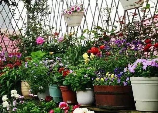 花店老板不小心说漏嘴，浇水加一点“它”，叶子油绿，轻松开花！