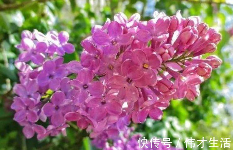 活易|适合夏季养的花,好活易爆盆,名字好听花更美,越养越上瘾