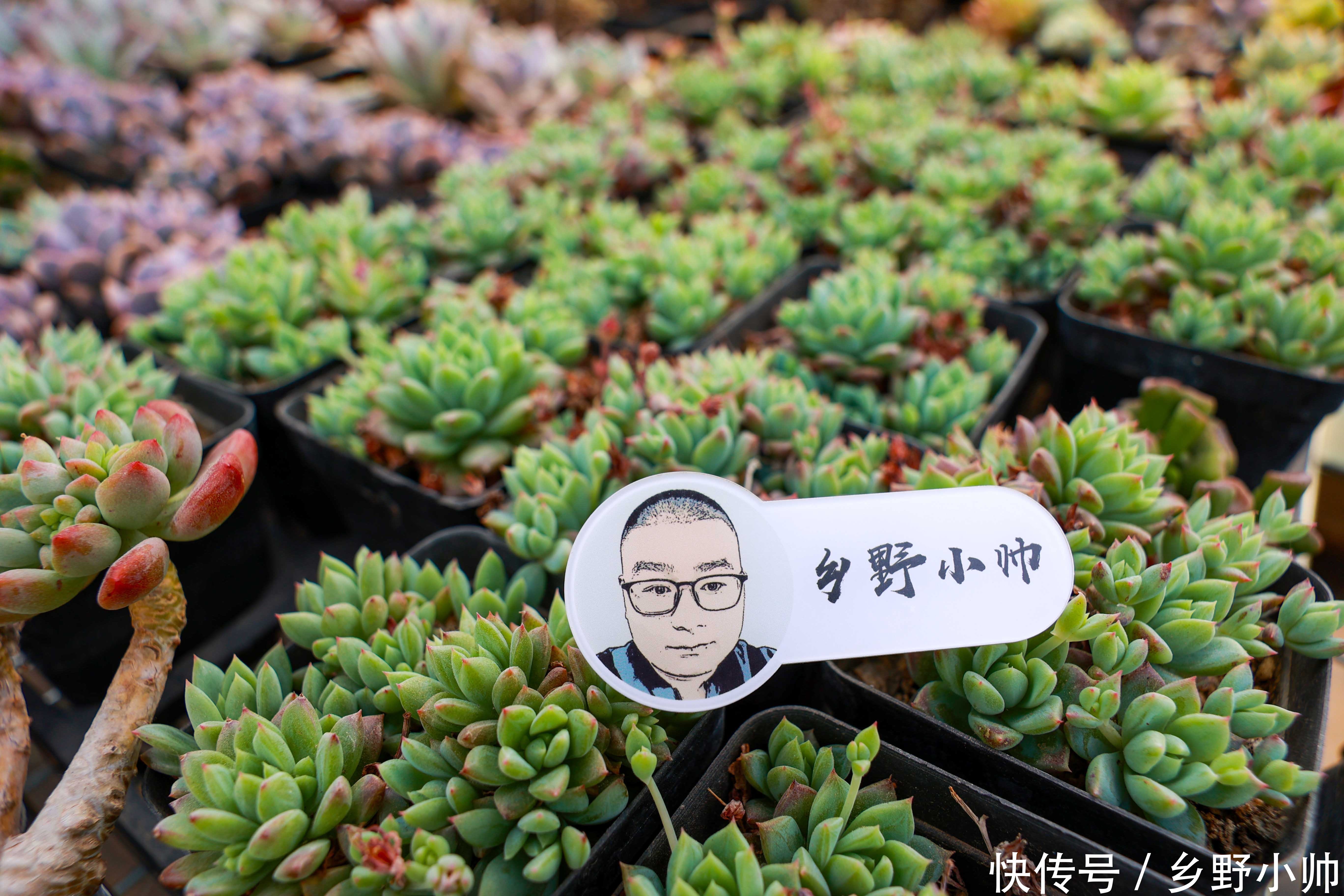 姬星美人|好花配好器， 学会这些搭配技巧，肉肉更美更漂亮