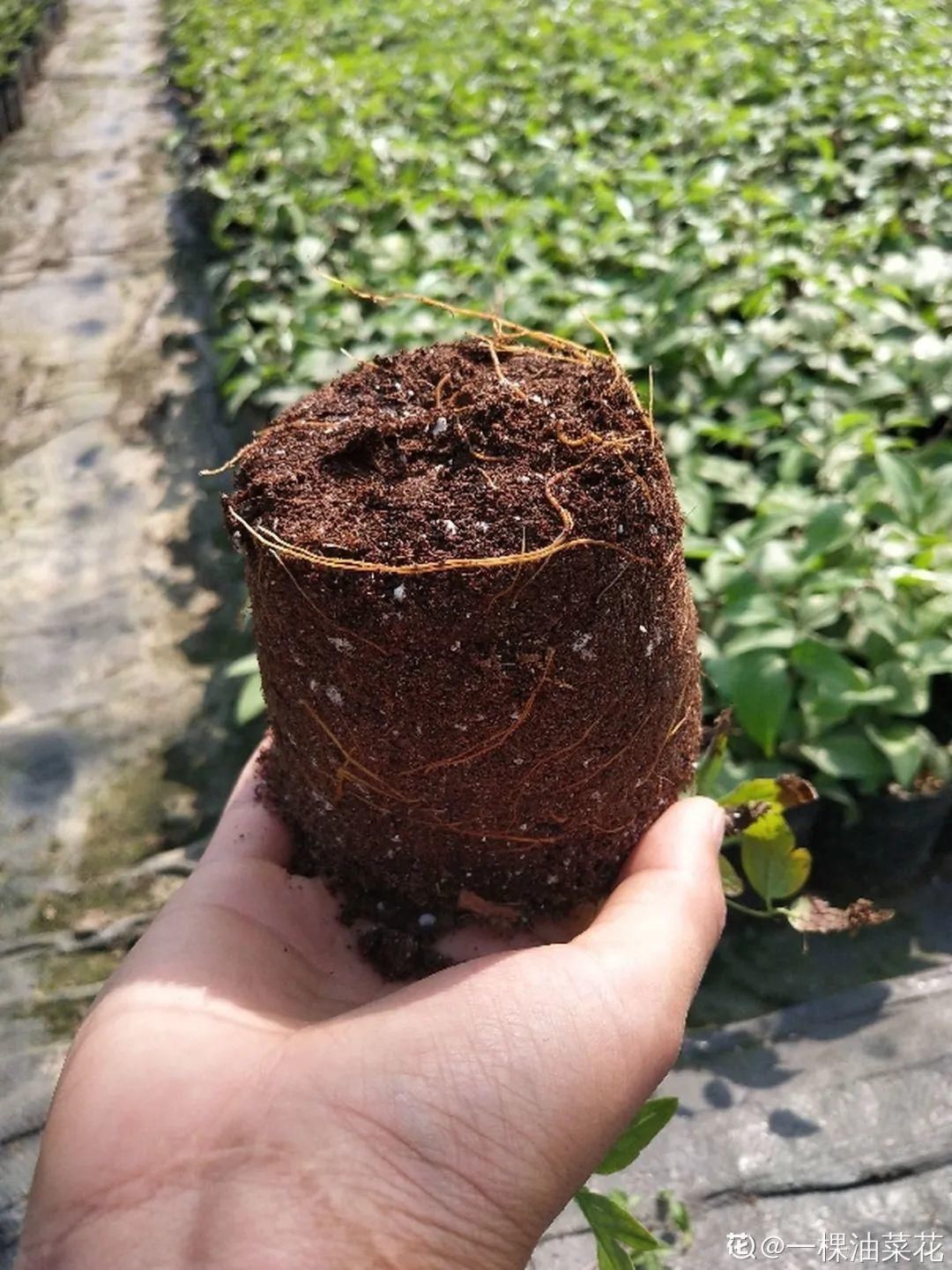 买的花总不活,秘密全在花盆里,搬起来看看才知道