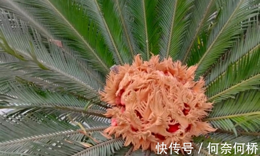 “铁树开花水倒流”,歙县徽园一株铁树开出罕见“牡丹状”粉色花