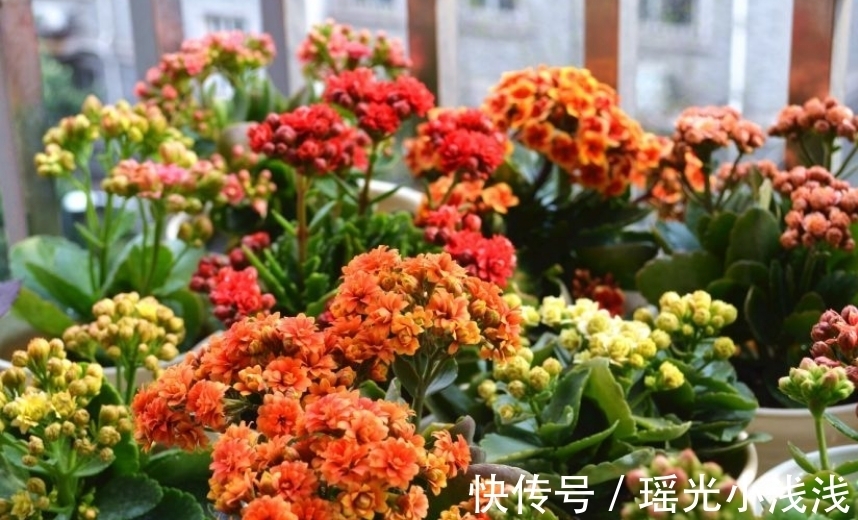 花市卖的长寿花,都满头花苞,原来是有“猫腻”,学学吧