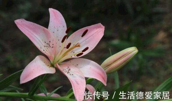 花卉|从8月20日开始,家养此款花卉,阳台开成花海,新手也能养爆盆