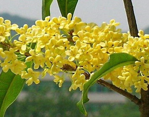 新手养桂花,自制一种“渣”,一分钱不花,满屋“香喷喷”