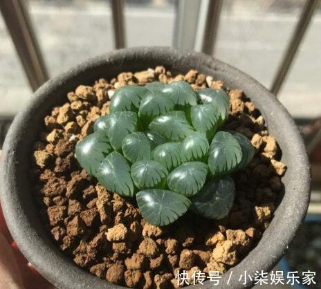 这“4种”多肉,好养又好看,度夏无压力,越养越胖越漂亮