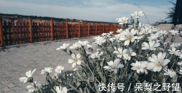 生肖牛|往后1天，喜鹊报喜，隔山隔海，惺惺相伴，情难弃，实现财富自由