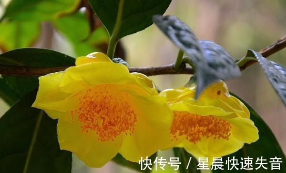 黄金|金茶花被誉为“植物黄金”,金黄花瓣,营养丰富,观赏性极高!