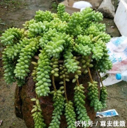 玉坠|把玉坠养出老桩不难,养出艳丽颜色就不简单了!