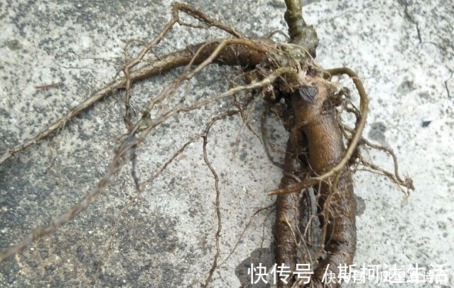 農民|農村一種常見野草，被農民割來喂豬，殊不知是種珍貴“土人參”
