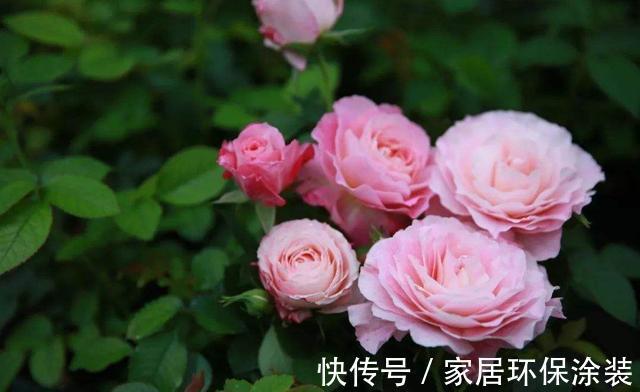 大花石竹大花石竹|8月15日-8月30日，庭院选这几款花，花叶俱美，不小心就开花爆盆